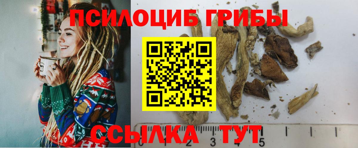 Псилоцибиновые грибы Psilocybe  Вход с VPN  Баксан 